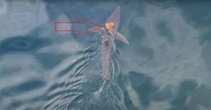 NEVJEROJATNA SNIMKA Hobotnica uhvaćena kako morskog psa koristi kao prijevoz: "Najprije smo pomislili da pas ima ozljedu, kad ono..."