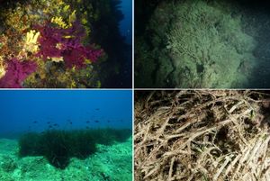 Ugledni morski biolog uz potresne snimke iz Jadrana upozorava: "Mislite da je negativan utjecaj marikulture na morski okoliš mit? Apeliram da se dovedemo pameti!"