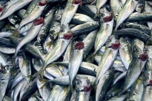 SNACK UZ KAPLJICU VINA Znate li što su osunčani inćuni i kako ih pripremiti?