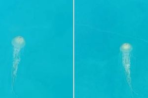 Svjetioničar iz Rovinja snimio impresivne primjerke dvije vrste meduza