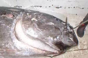 PREKO 300 KILOGRAMA U akvatoriju Dugog Otoka ulovljena jedna od najvećih tuna ikad zabilježenih u Dalmaciji