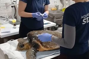 Slaba i pothranjena glavata želva pronađena u Salima na Dugom otoku - Queen je sada na sigurnom!