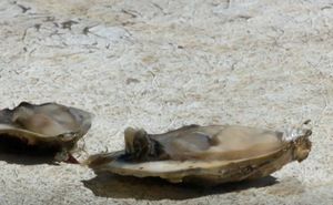 KAMENICE Izazovi uzgoja u Malostonskom zaljevu