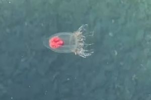 Stotine malih meduza prilaze obali