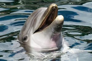 Toni s Ugljana je kao 18-godišnjak jednom spasio dupina koji se pojavio opet, nakon 10 godina...