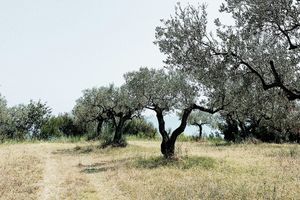 Radionica rezidbe maslina u Povljani