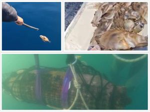 Nakon vojnih vježbi i detonacije dviju zaostaloh bombi, gomila ubijene ribe pluta šibenskim akvatorijem!