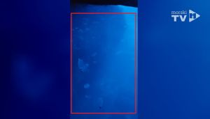 VIDEO Ni Modru špilju nisu poštedjeli - Gomila želatinastih organizama preplavila poznato turističko odredište!