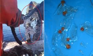 VIDEO Ribari s Pelješca ulovili pune mreže želatinastih životinja: "Što je ovo?!?" - Pronašli smo odgovor...