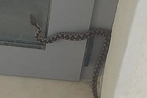 Poskok kapitalac na Braču: "Prišuljao im se i prilično ih iznenadio!"