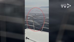 VIDEO Kod Brestove ribar snimio golemu psinu, drugog najvećeg morskog psa na svijetu: "Bio sam presretan što ga vidim, a onda se zavukao pod barku, a veći je od nje..."