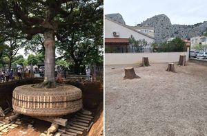 CIVILIZACIJSKO DNO Dok u Japanu stabla pri gradnji premještaju, u Dalmaciji se samo sječe: "Posici diko, jer triba ziđat!"