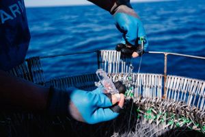 Za plutajući parangal ove godine autorizirano samo 9 plovila