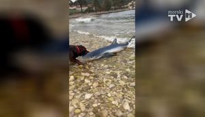 VIDEO Na pseću plažu na Visu nasukao se morski pas, a onda ga zgrabio - pas!