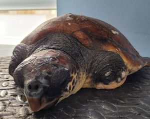 SPAŠENA JE Cvita je mlada morska kornjača pronađena kod Visa iscrpljena i bespomoćna usred olujnog juga!