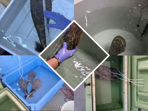 U pulsko Plemenito utočište pristiglo čak pet jedinki plemenitih periski