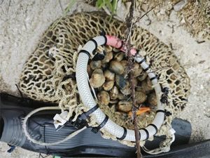 ZATEČEN KAKO VADI DONDOLE IZ MORA Krivolovcu iz Istre prijeti kazna do 6.630 eura, a oduzeta mu je i oprema!