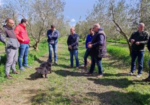 ZAMJENA PESTICIDA Novi pripravci još uvijek ne mogu potpuno nadomjestiti bakar u maslinicima