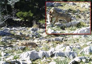 TEROR ČAGLJEVA NA KORNATIMA Od kad su doplivali na otoke, zavladali su arhipelagom