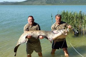 Na Vranskom jezeru ulovljen som od 70 kilograma: "Pa to je krokodil!"