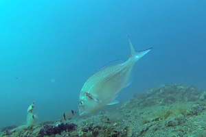 AKUSTIČNO PRAĆENJE POD ŠIBENSKIM MOSTOM Može li ova tehnologija spasiti školjkare od pustošenja orade?
