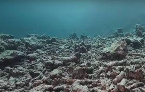 Po svjetski poznatom koraljnom grebenu širi se znak smrti: "Nije mrtav, ali je ozbiljno bolestan!"