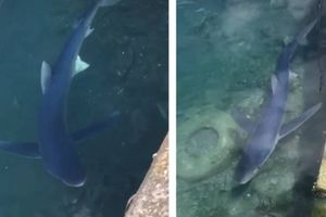 VIDEO Morski pas modrulj snimljen pored rive u Trstu