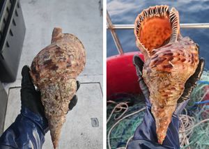 Iznimno rijedak i strogo zaštićeni puž snimljen na Rabu