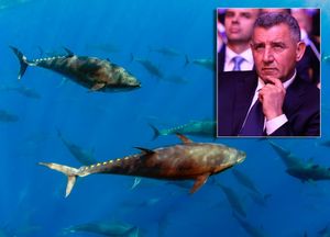Davanje koncesije za uzgoj tuna tvrtki od Gotovine, umjesto Šibensko-kninske županije preuzela Plenkovićeva Vlada
