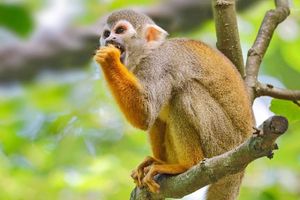 Na izoliranom otoku majmuni otimaju mladunce druge vrste