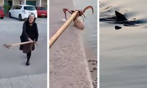 SCENA IZ TISNOG ZA PAMĆENJE Baka, hobotnica i morski pas...