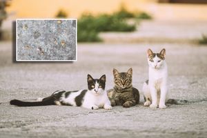 U Zadru netko namjerno posipa otrov u blizini hrane za mačke lutalice