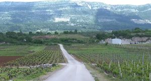 POBUNA VINOGRADARA Brza cesta na Pelješcu gradit će se kroz vinograde tradicionalnih sorti, podignute europskim novcem