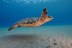 MORSKI JUNACI Svjetski je dan morskih kornjača - evo nekoliko zanimljivosti o njima i razloga zašto su itekako važne!