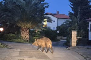 Divlje svinje ruše kante i kopaju vrtove u Premanturi