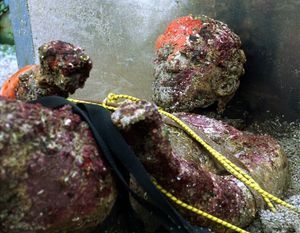 2000 GODINA POD MOREM Hrvatski Apoksiomen iz mora kod Lošinja: "Najljepši je od svih na svijetu!"