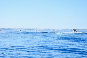 Rekordan Memorijalni kup otoka Pašmana – sve više natjecatelja, ribe i zajedništva