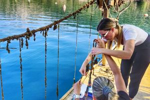 U Jadranu i Sredozemnom moru masovno ugibaju dagnje - ovo bi mogao biti razlog!