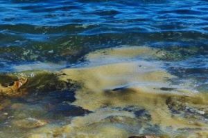 Prošlo ljeto uz obalu Istre i Dalmacije vukla se bijelo siva sluz – znanstvenici su otkrili njezinu tajnu!