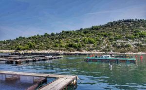 Znanstvenici upozoravaju: "Porast temperature mora negativno utječe na zdravlje riba te povećava rizik od bolesti"