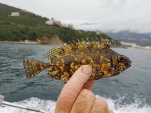 ULOVLJENA KOD MLJETA Stiže li nam nakon vatrenjače nova pridošlica: "Stiže iz Crvenog mora!"