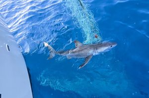 U Jadranu ulovljena mlada velika bijela psina: "Ovaj nalaz daje nadu u oporavak ove vrste!"