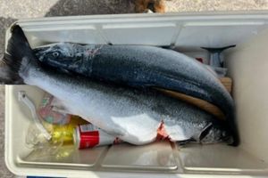 JEDNO JUTRO, DVA OD 4 KILE Uspješan ulov u Podvelebitskom kanalu