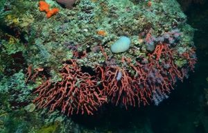 VIDEO Uništeno nalazište crvenih koralja kod Zadra - Morski biolog: "Mi smo jedina država u svijetu koja strogo zaštićenu i ugroženu vrstu izlovljava i prodaje!"