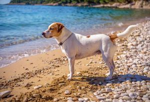 DOBRODOŠLICA ZA KUĆNE LJUBIMCE Istra je postala "pet friendly" destinacija