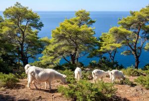 VATROGASNA STADA Kad smo ih se riješili, sve je otišlo po zlu! Zašto se uporno opiremo puštanju koza u prirodu?