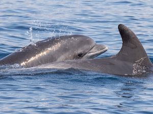 VINKO Prvi dobri dupin označen satelitskim odašiljačem u Jadranskom moru