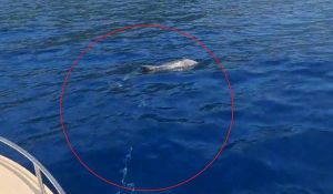 VIDEO Mladi dupin u makarskom primorju traži pomoć: "Zapleo se u komad mriže i konopa..."