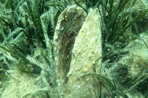 DVIJE LOKACIJE  Na području NP Mljet postavljeno 30 kolektora: "Otkrivat će zdrave jedinke plemenite periske!"