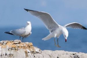 SAZNAJETE GDJE SE NALAZE Hrvatska širi mrežu zaštićenih područja na moru! Udruga Sunce: "Treba uspostaviti stvarno učinkovitu zaštitu!"